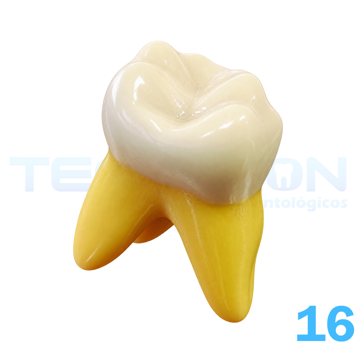 16 – 1º Molar Superior Permanente Opaco