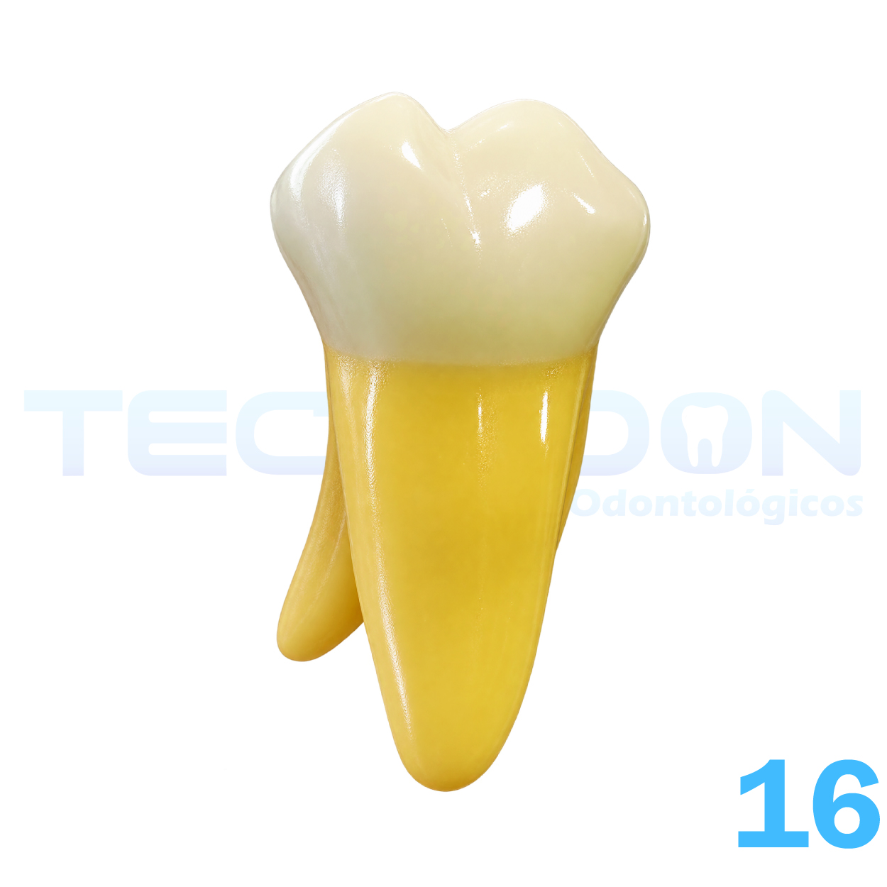16 – 1º Molar Superior Permanente Opaco - Imagem 3