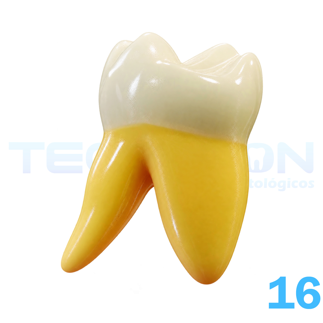 16 – 1º Molar Superior Permanente Opaco - Imagem 5