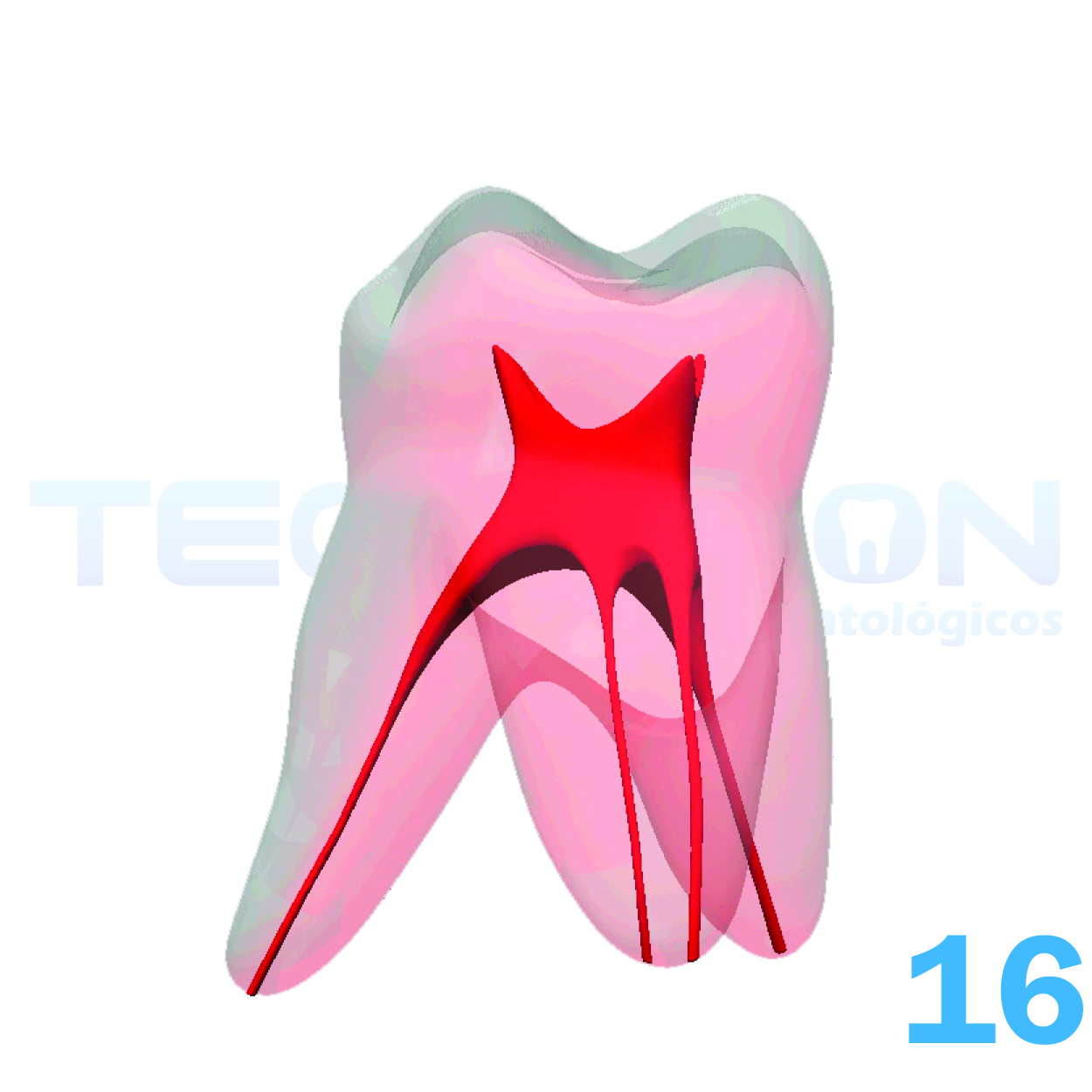 16 – 1º Molar Superior Permanente Transparente