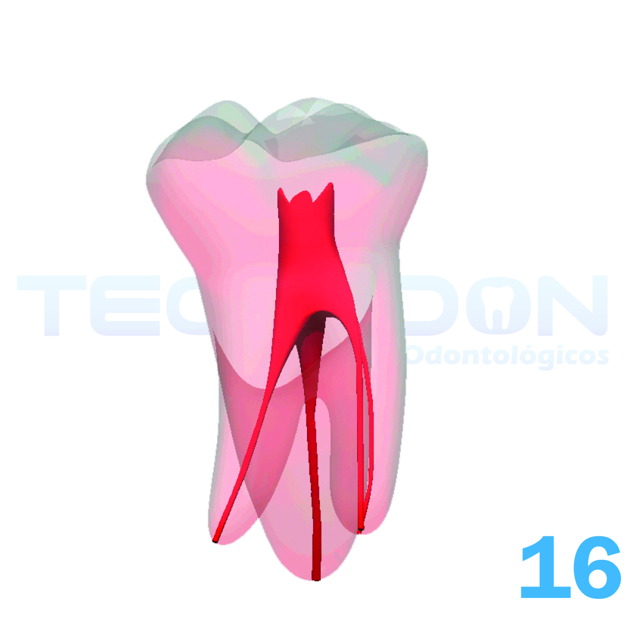 16 – 1º Molar Superior Permanente Opaco - Imagem 2